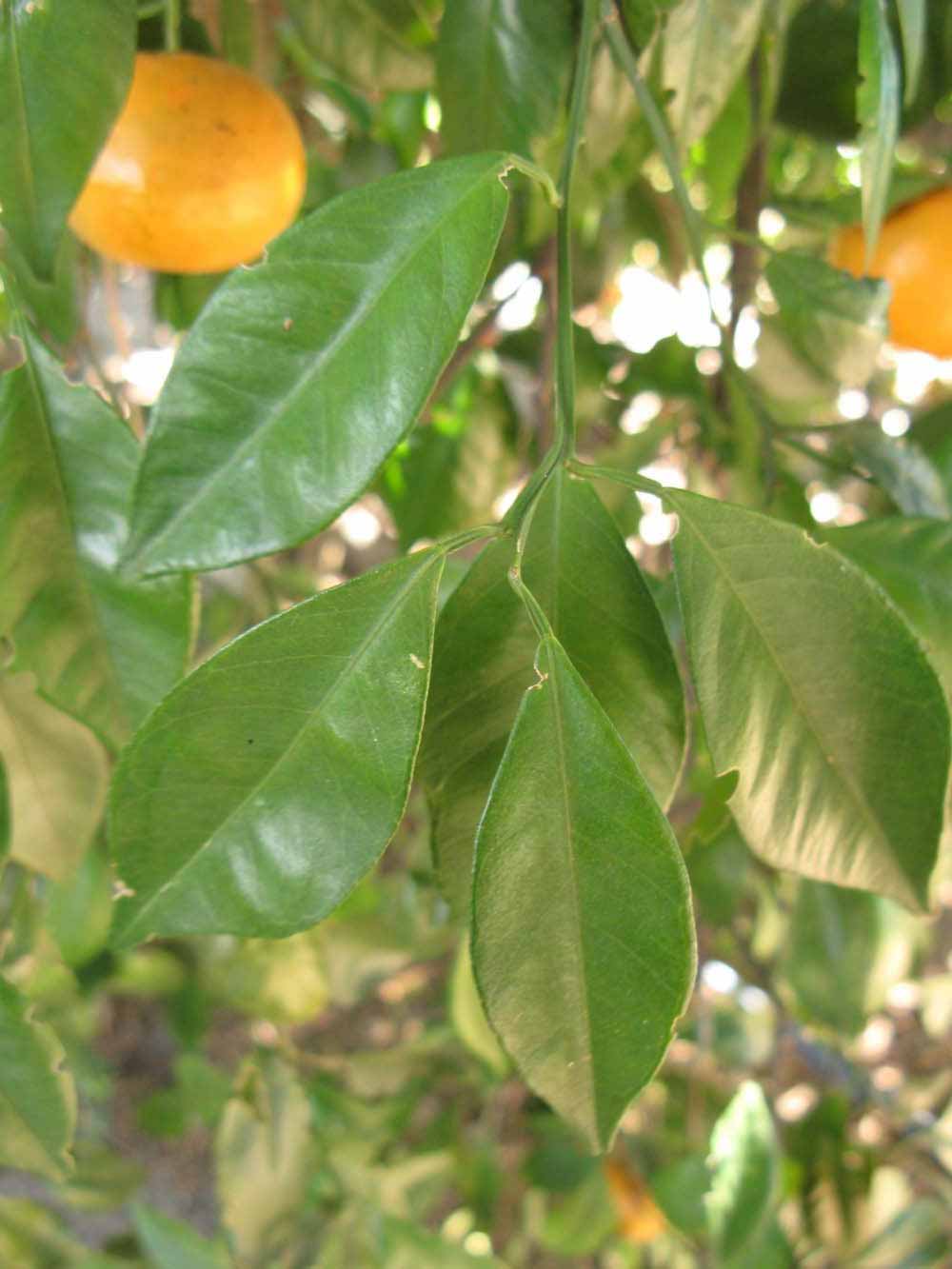            Shade leaves (Winter Haven, FL)   